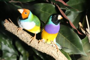 breeding pairs of gouldian finches
