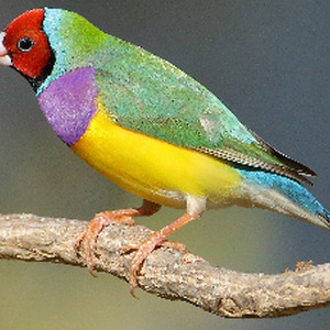 Gouldian Finche Bird