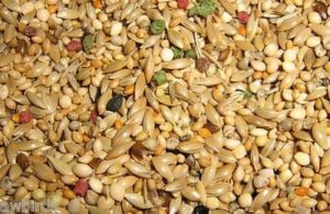 necessory seeds for gouldian finches