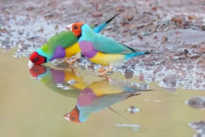 fresh water for gouldian finches