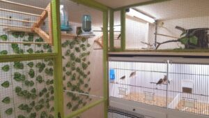 best cage for breeding gouldian finch