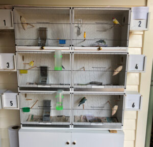 best master cage for gouldian finch