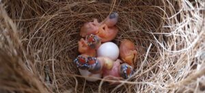 chick of gouldian finches hached form eggs