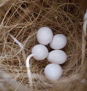 gouldian finches laying eggs