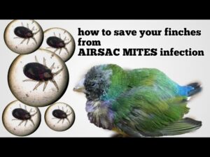 protect your gouldian finch from air sac mites with our guidence