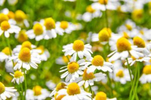 Chamomile herb