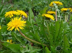 Dandelion plant image