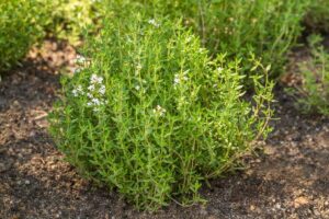 Thyme herb