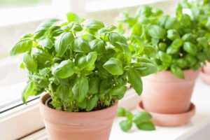 basil herb for gouldian finch