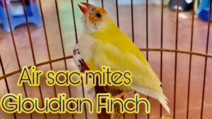 respiratory infection in gouldian finch learn how to treat and prevent 