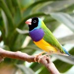 brief intro to gouldian finches