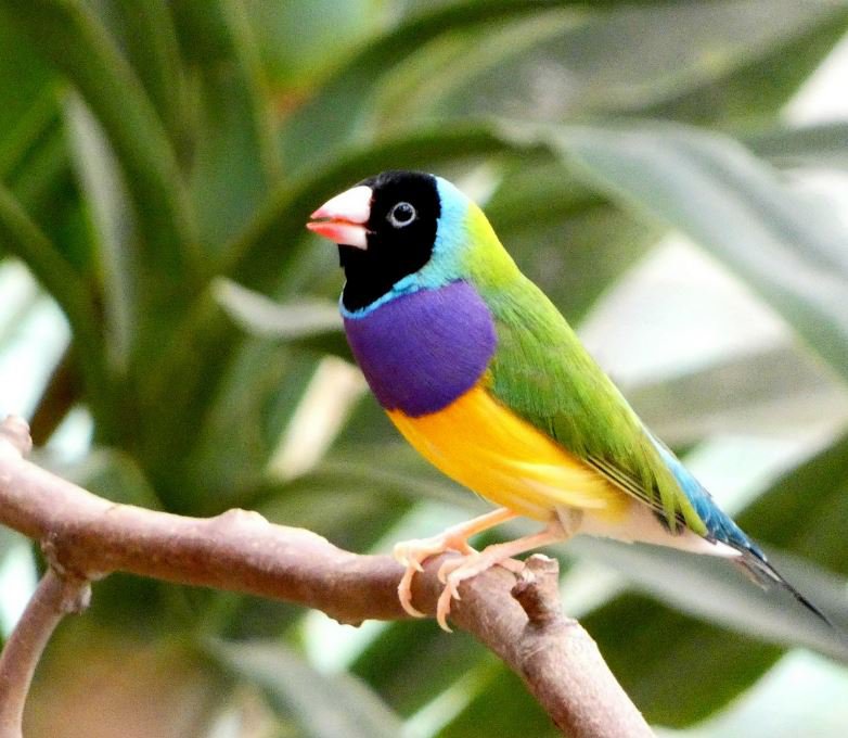 brief intro to gouldian finches