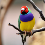 image of gouldian finch sitting on the branch