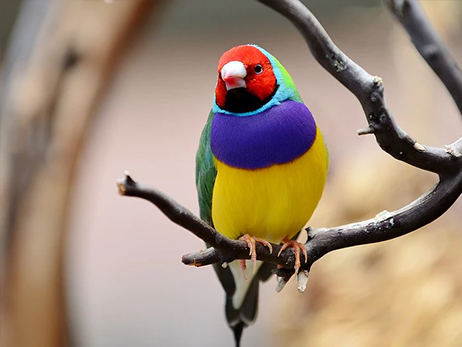 image of gouldian finch sitting on the branch