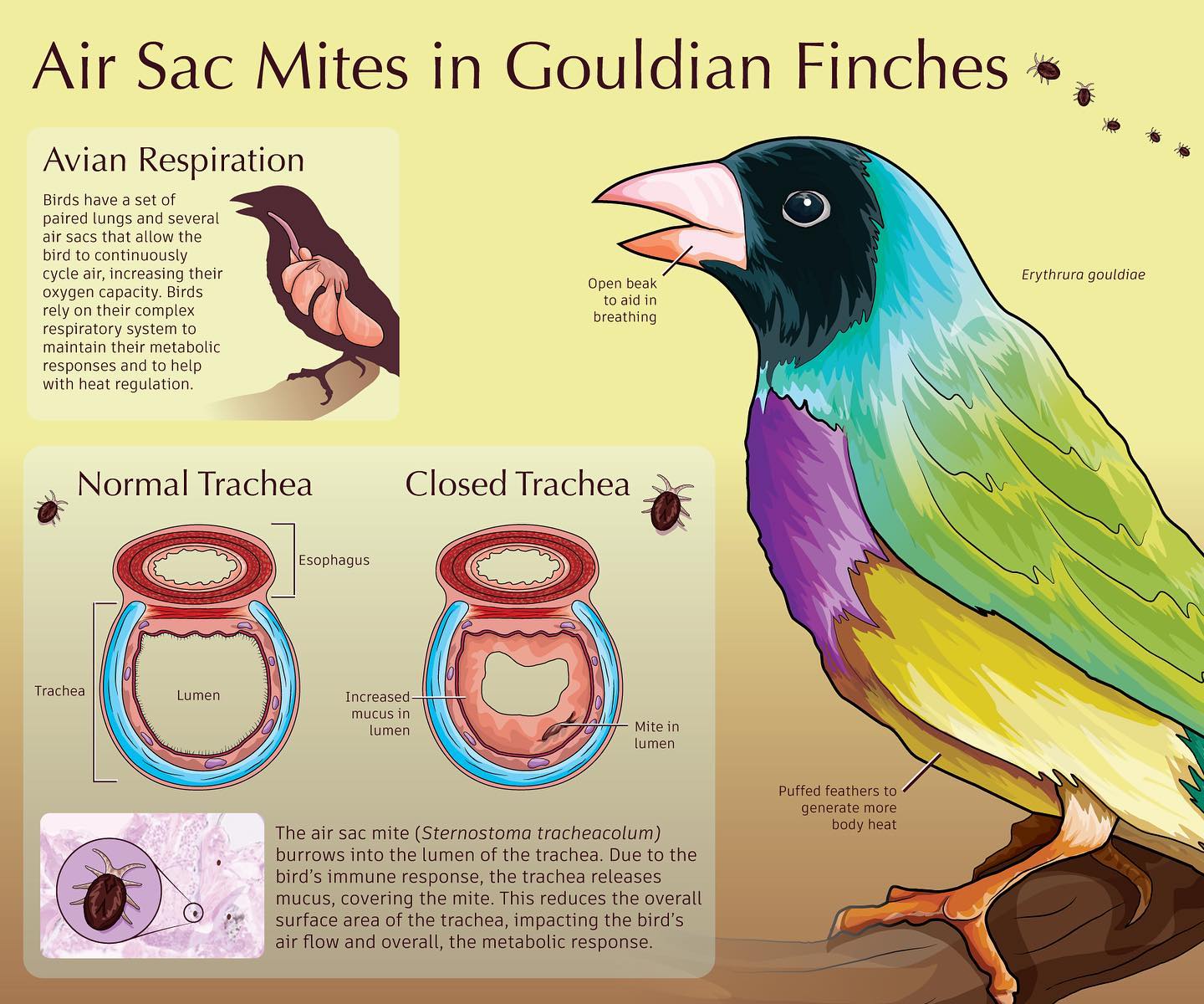 Understanding and Treating Air-Sac Mites in Gouldian Finches