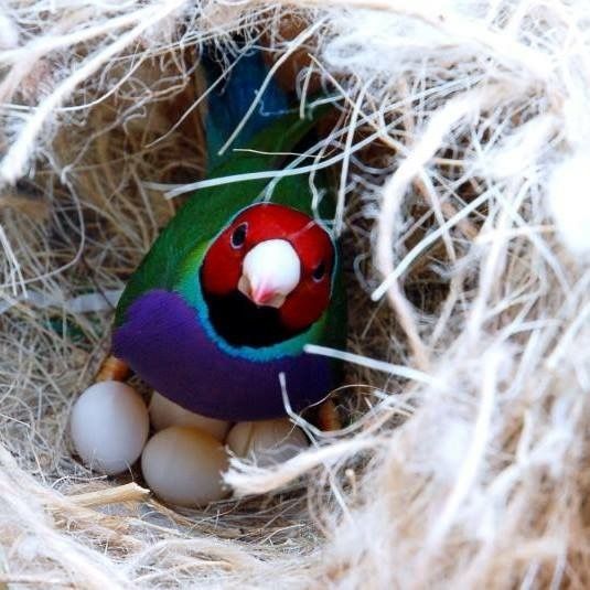 Calcium the Essential Mineral for Optimal Gouldian Finch Health and Egg Production